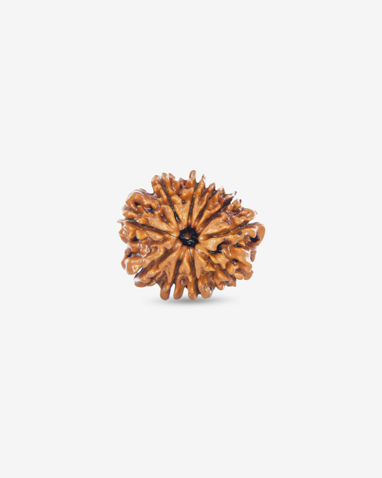 10 Mukhi Rudraksh