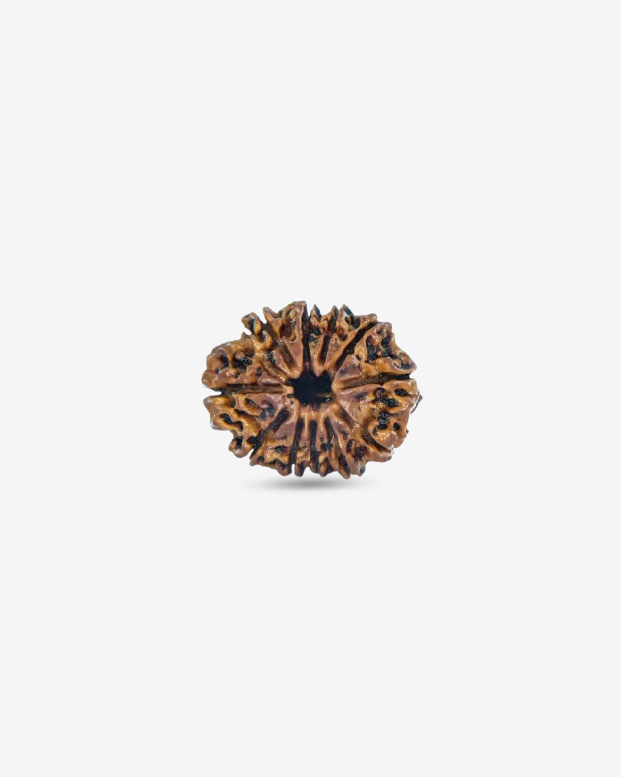 11 Mukhi Rudraksh