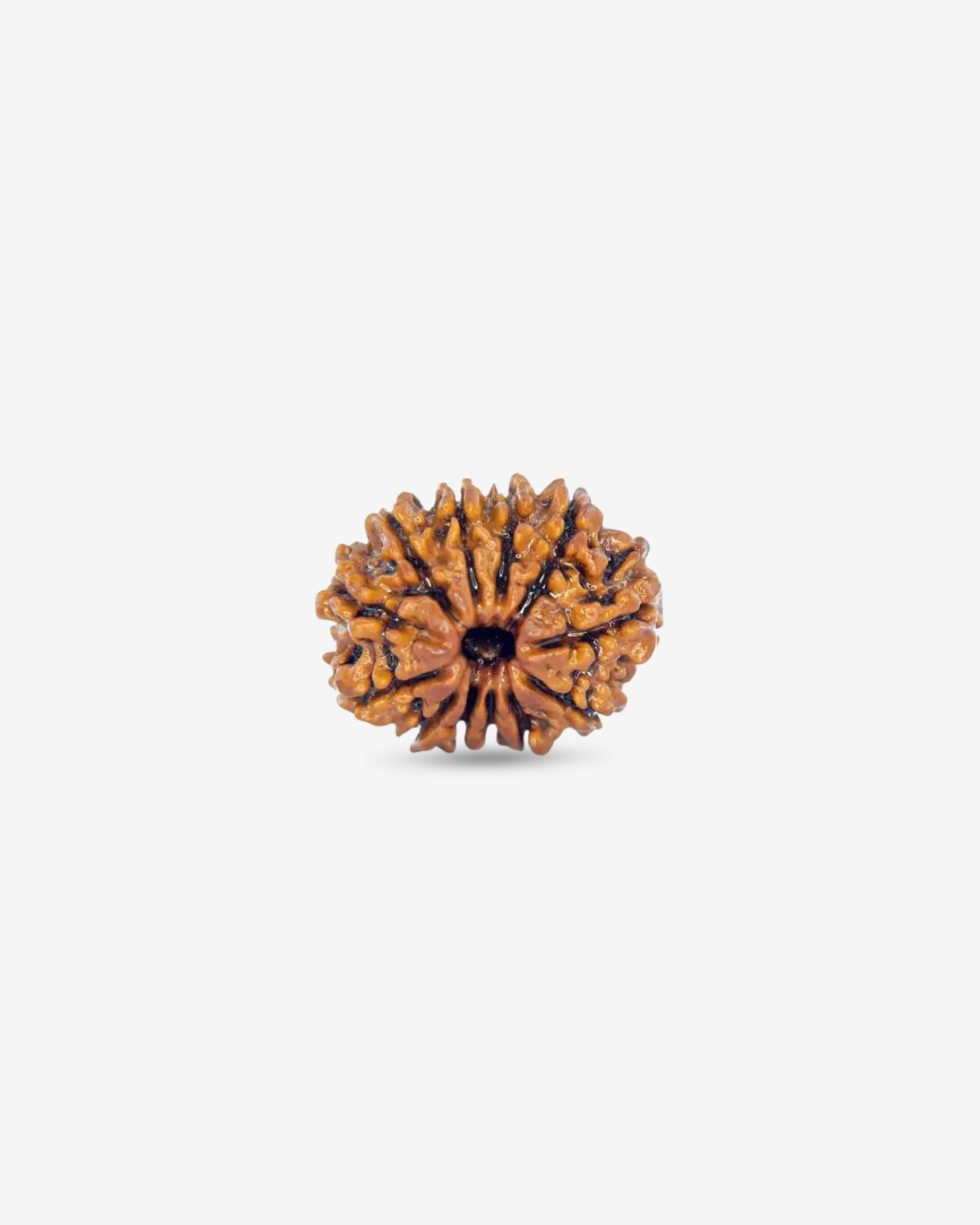 12 Mukhi Rudraksh