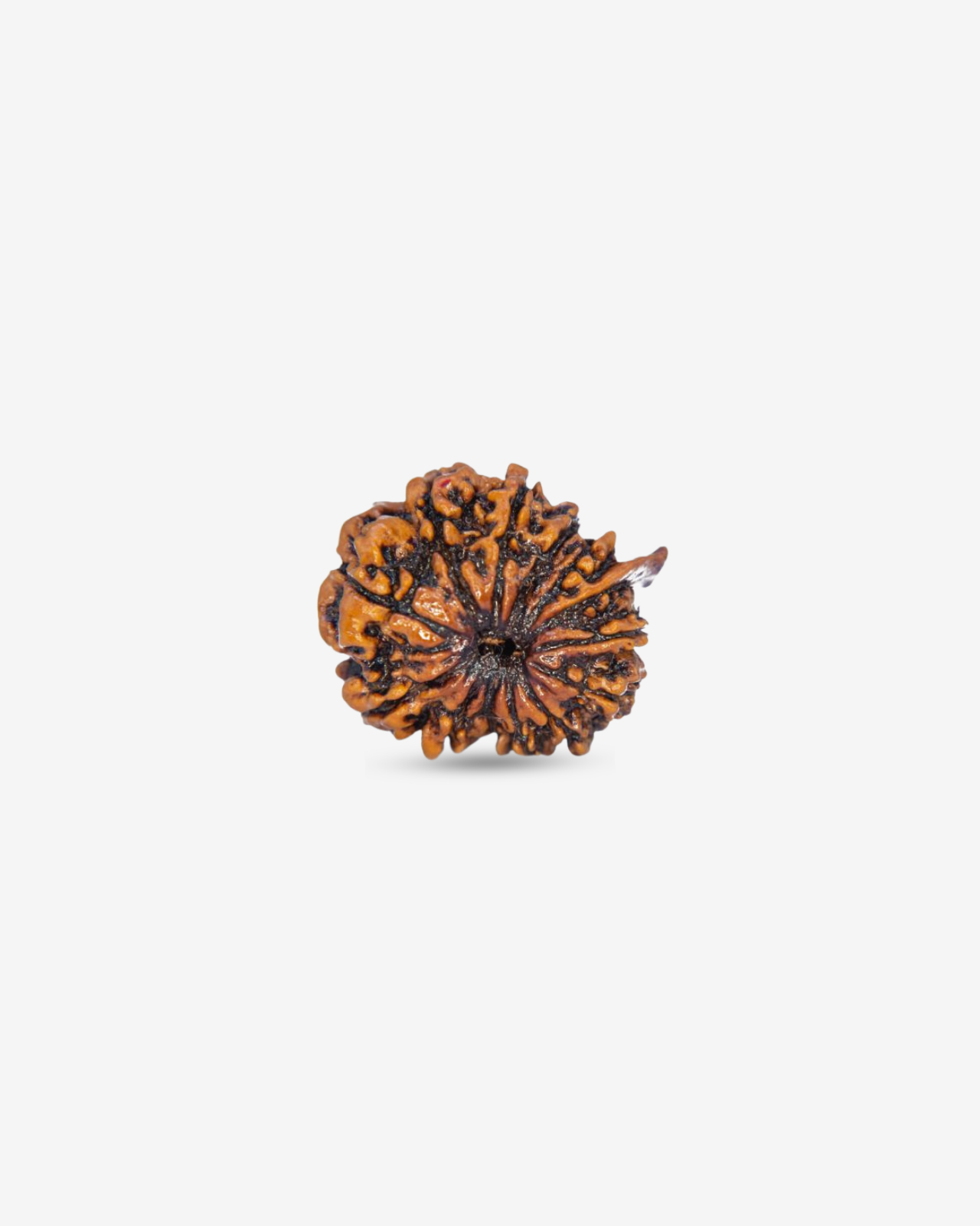 13 Mukhi Rudraksh