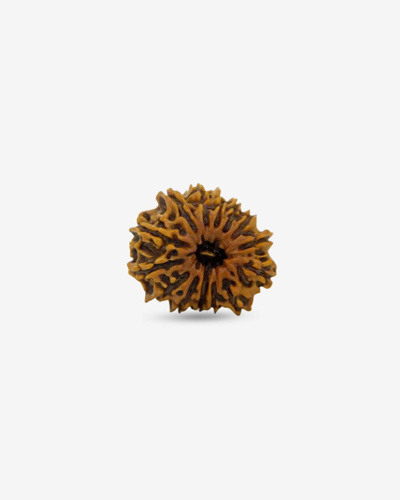 14 Mukhi Rudraksh