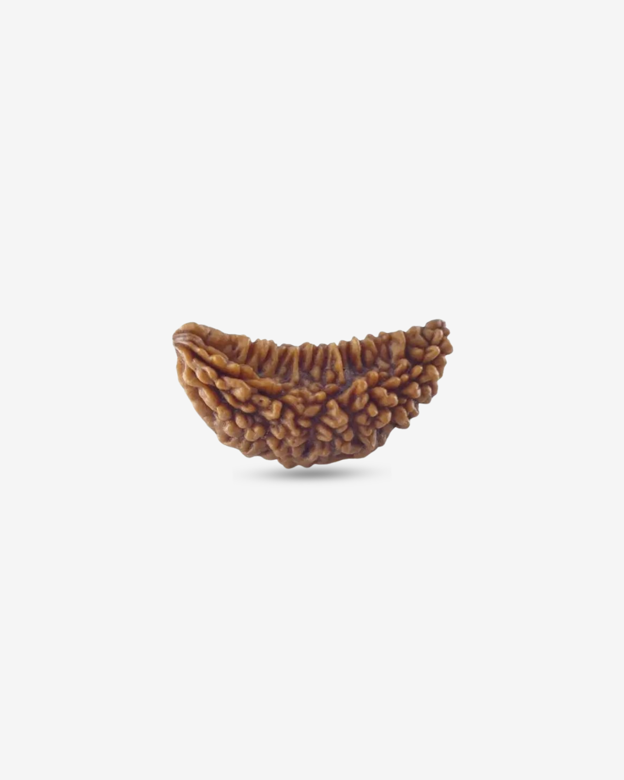 1 Mukhi Rudraksh