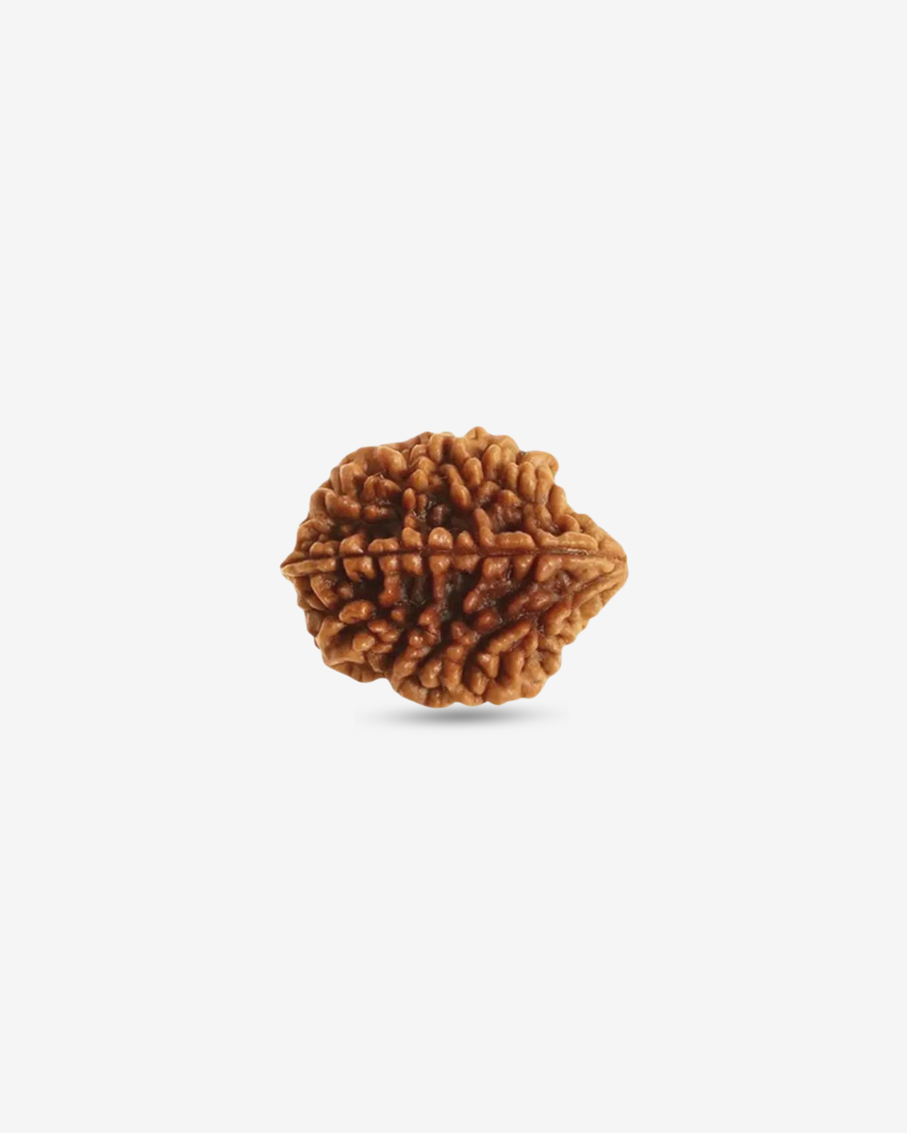 2 Mukhi Rudraksh
