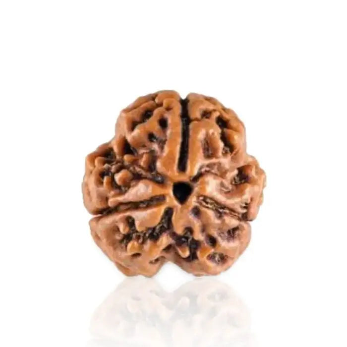 3 Mukhi Rudraksh