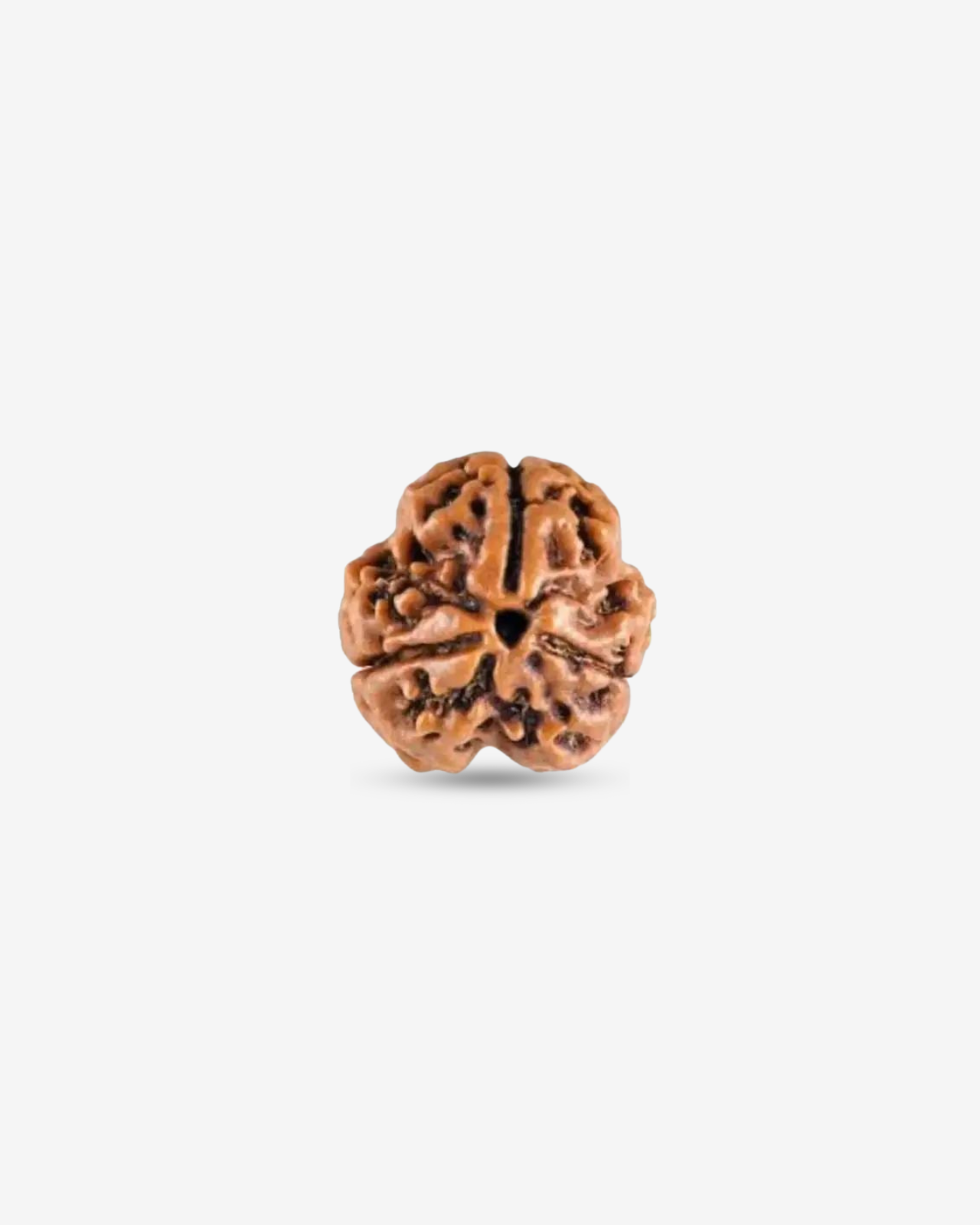 3 Mukhi Rudraksh