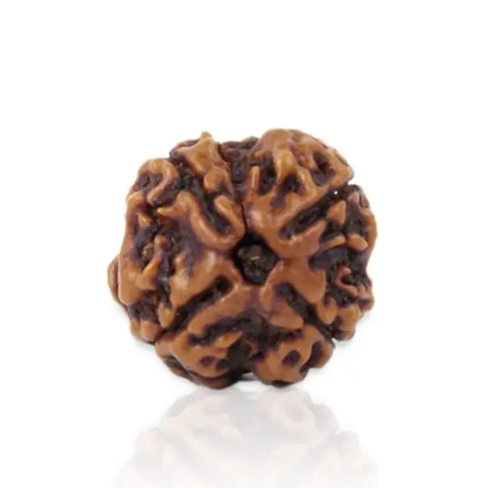 4 Mukhi Rudraksh