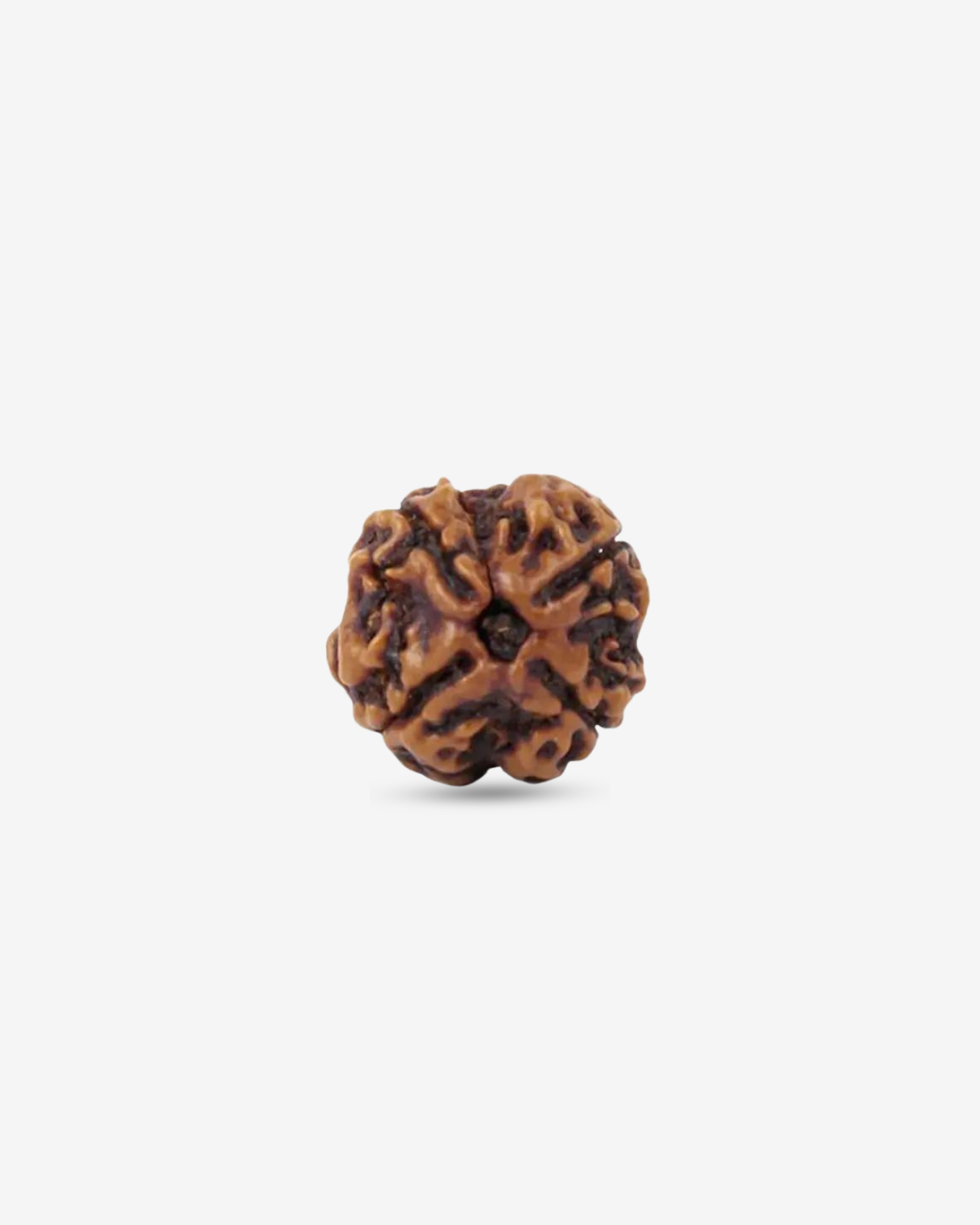 4 Mukhi Rudraksh