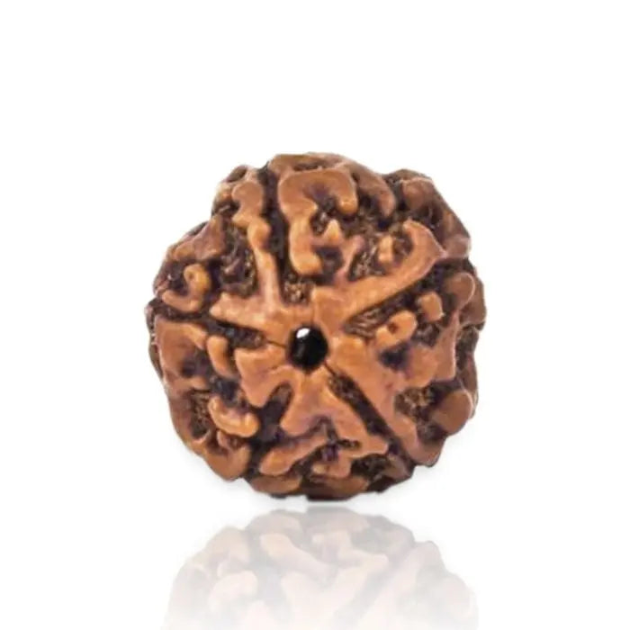 5 Mukhi Rudraksh