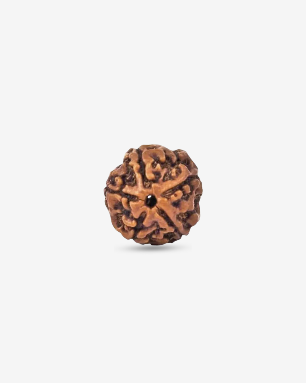 5 Mukhi Rudraksh