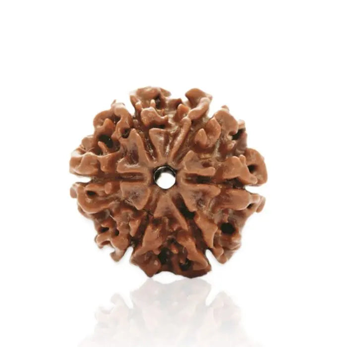 6 Mukhi Rudraksh