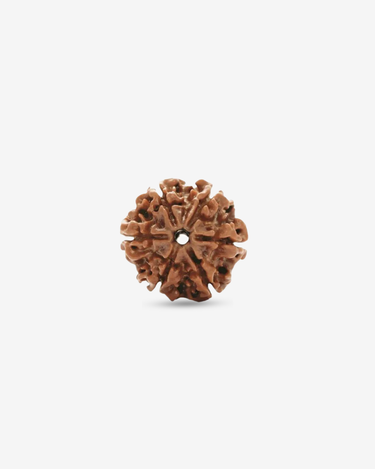 6 Mukhi Rudraksh