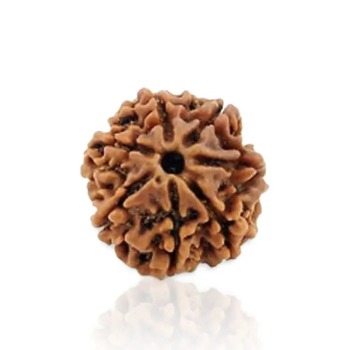 7 Mukhi Rudraksh