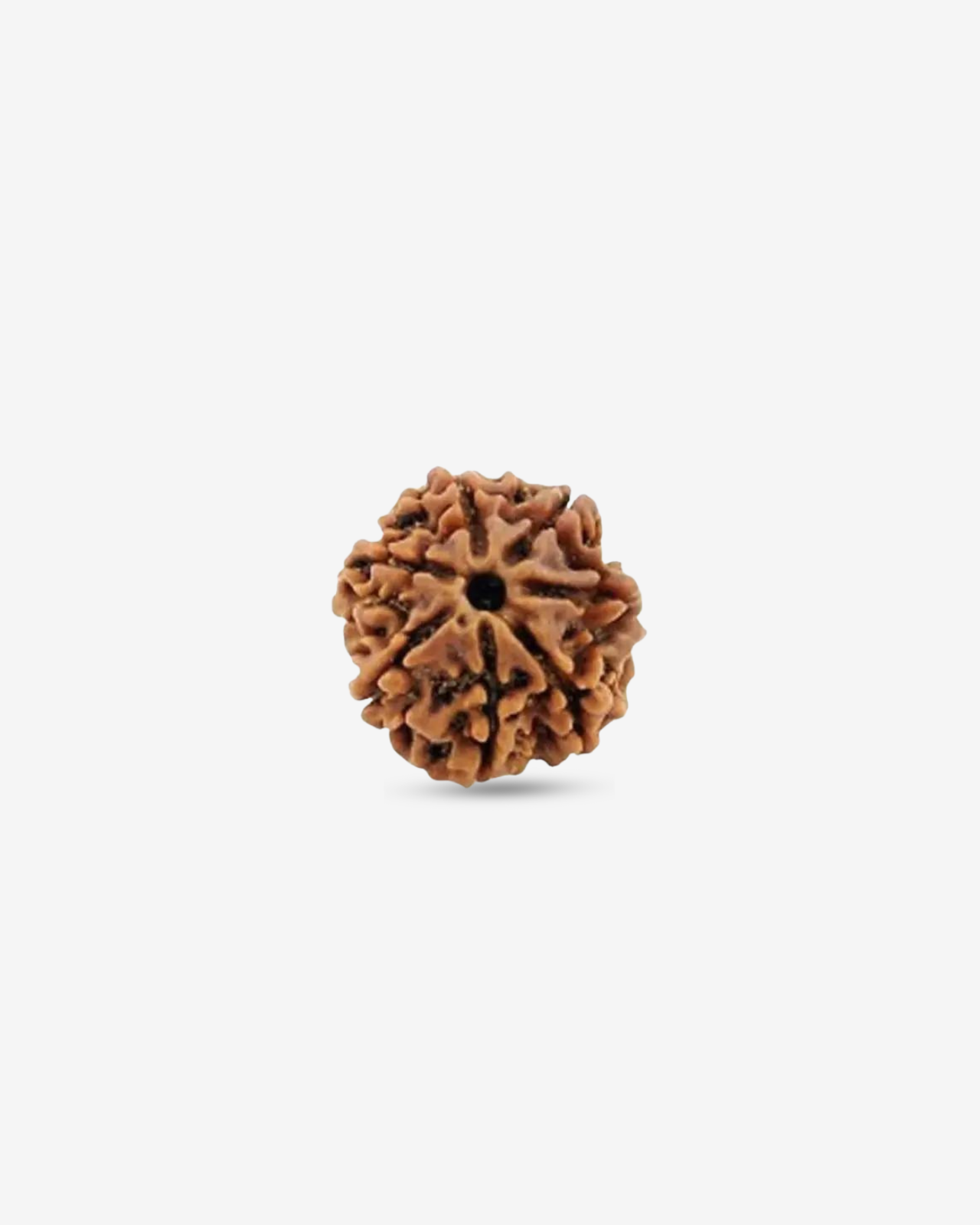 7 Mukhi Rudraksh