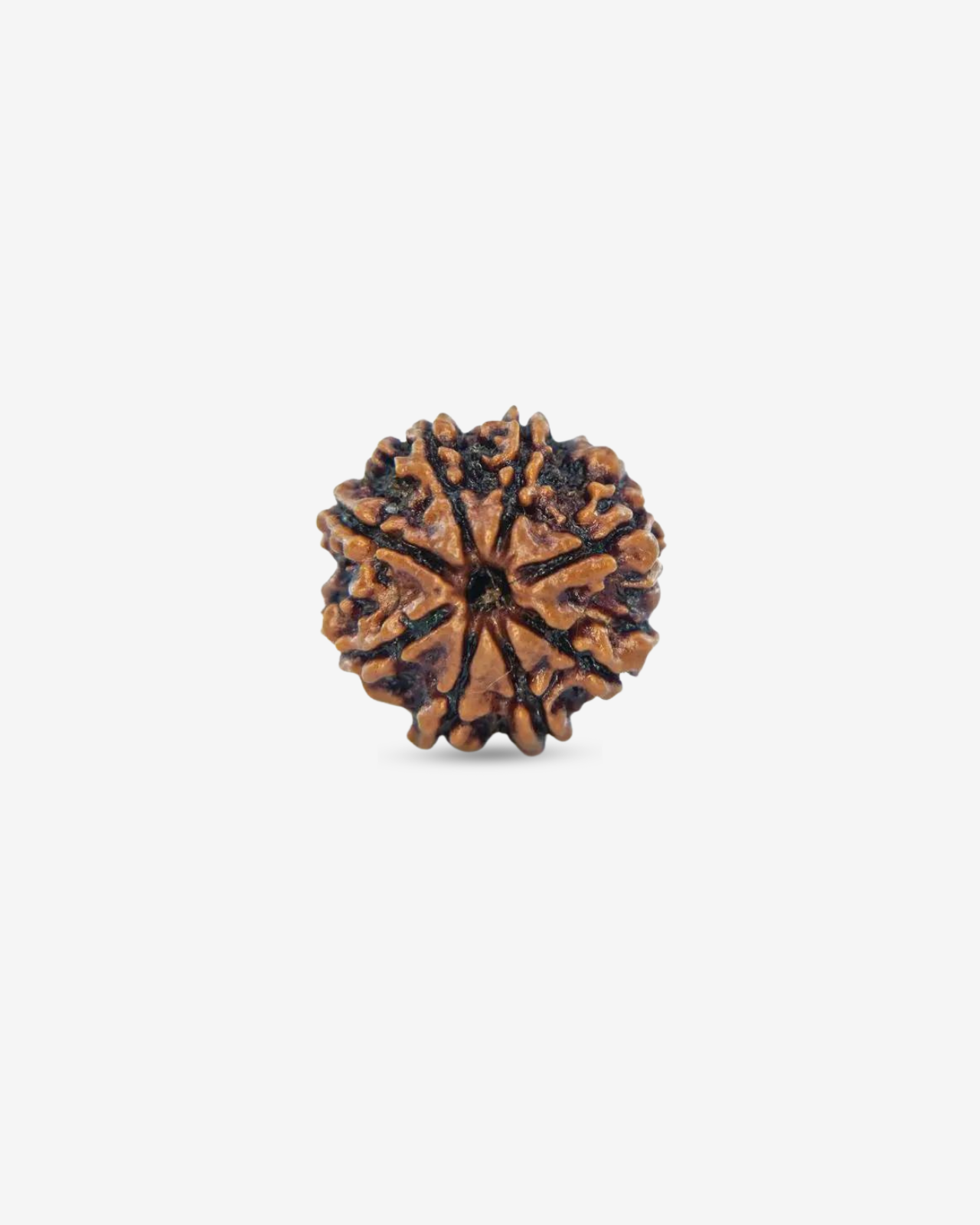 8 Mukhi Rudraksh