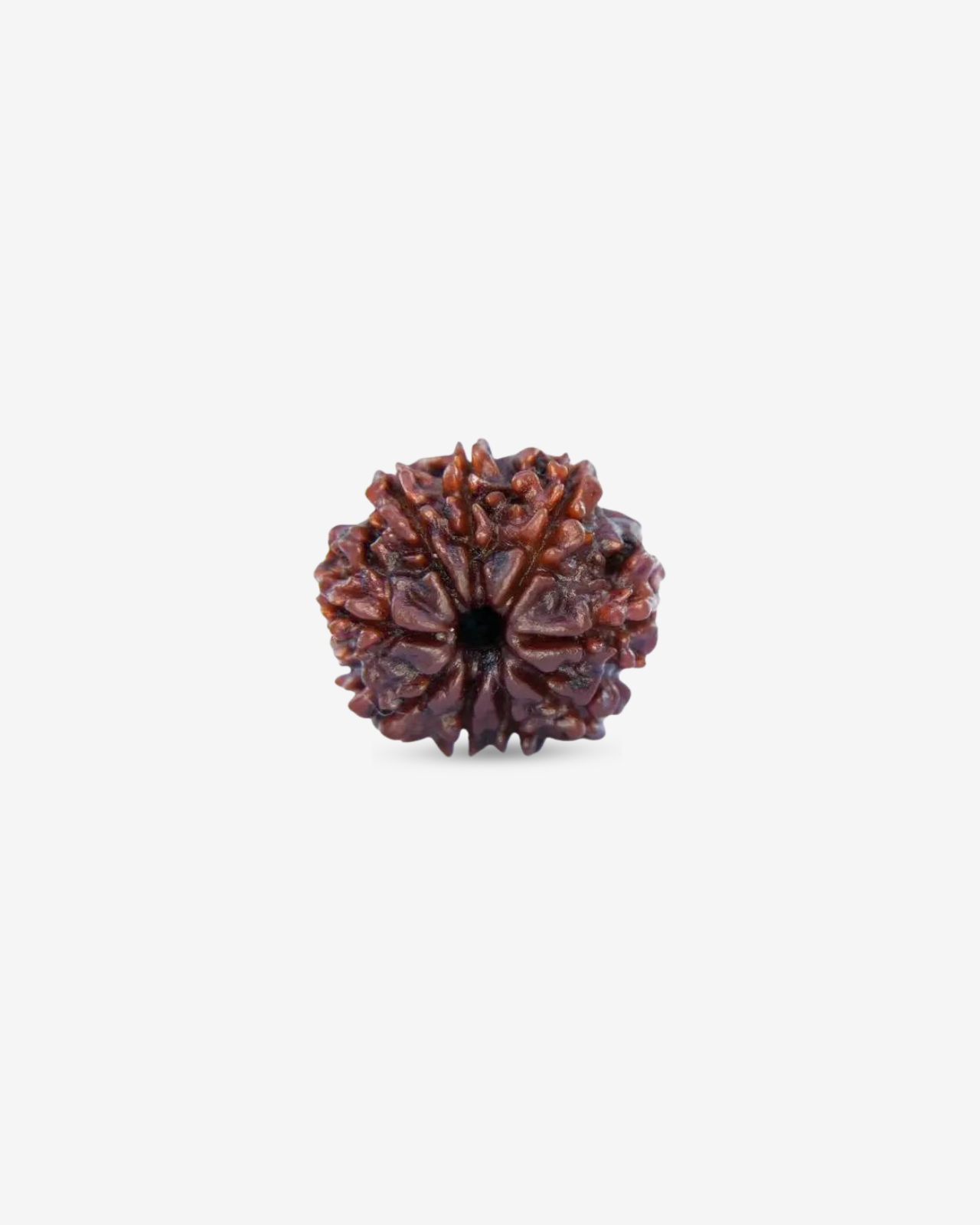 9 Mukhi Rudraksh