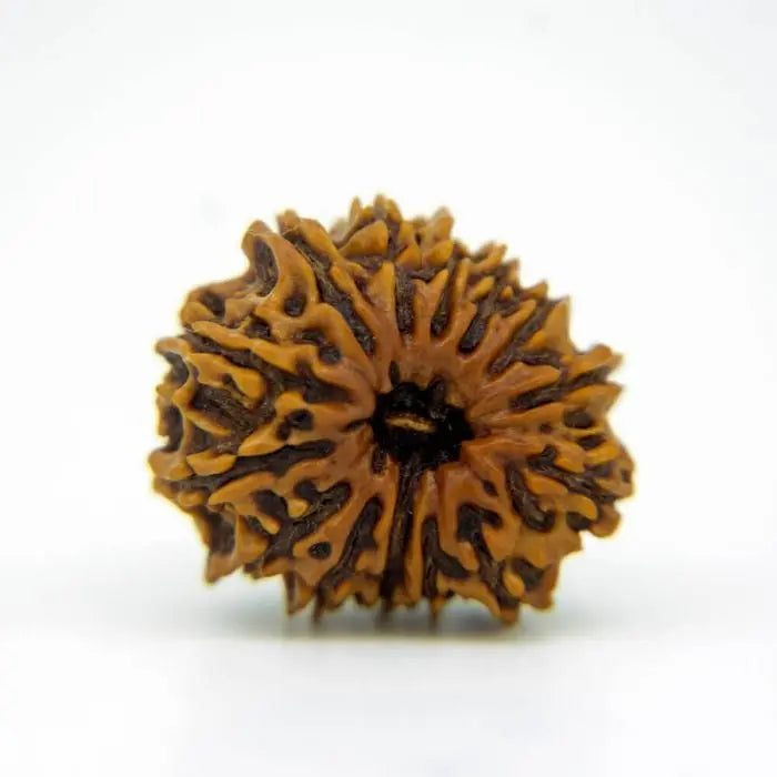 14 Mukhi Rudraksh