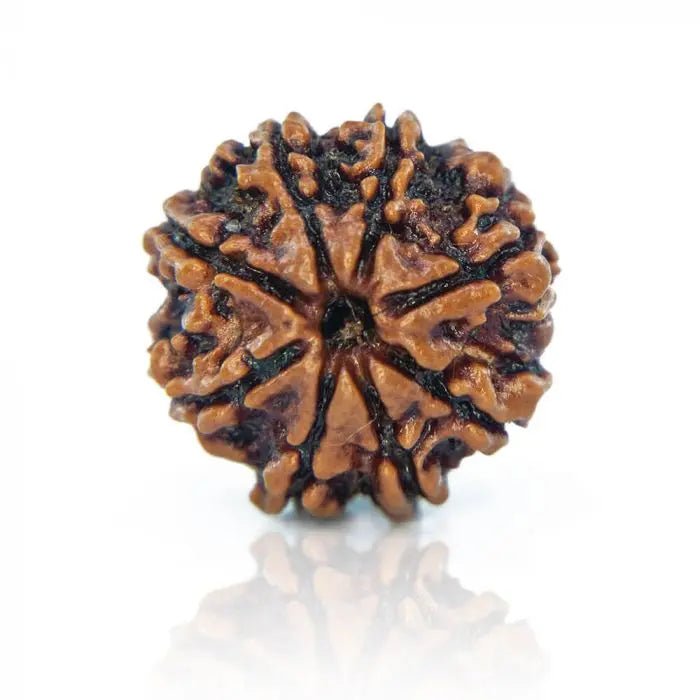 8 Mukhi Rudraksh