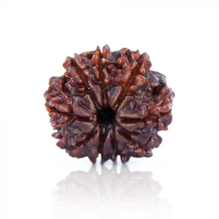 9 Mukhi Rudraksh