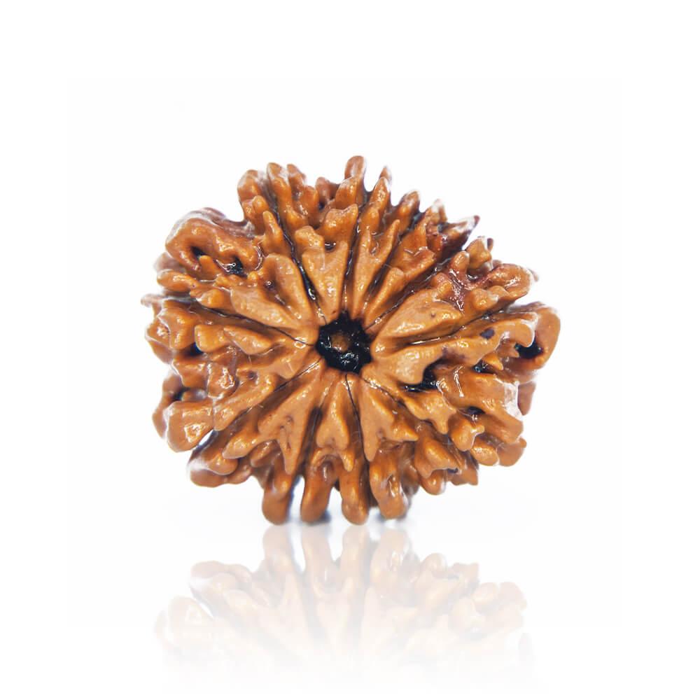 10 Mukhi Rudraksh