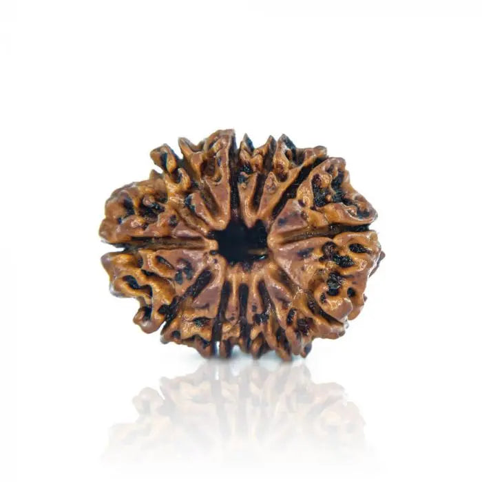 11 Mukhi Rudraksh