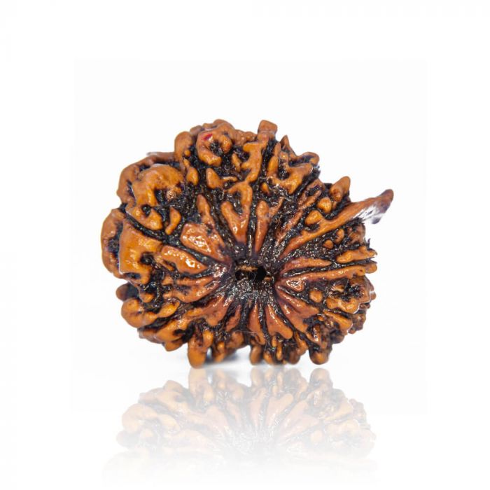 13 Mukhi Rudraksh
